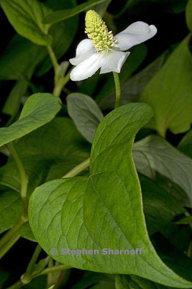 houttuynia cordata 2 graphic